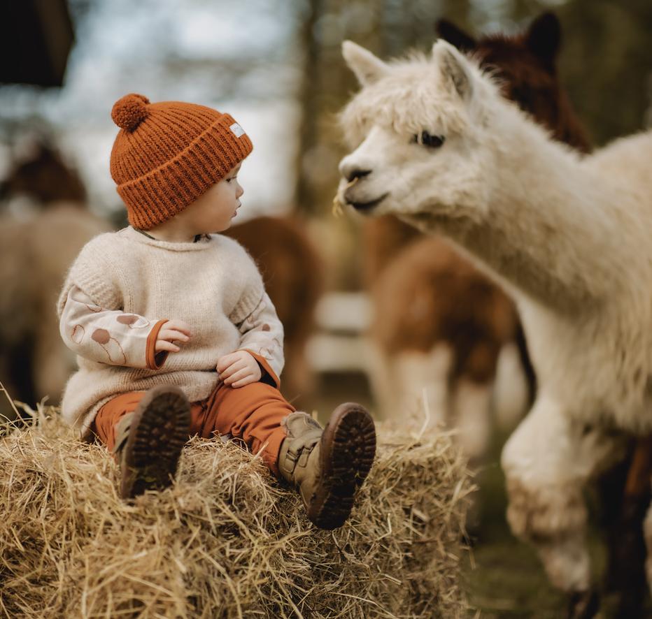 alpaca merino uld baby